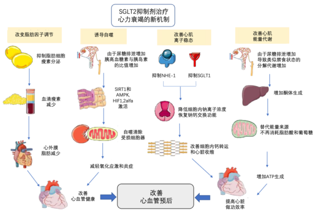 sglt-2抑制剂（sglt2抑制剂的作用机制）