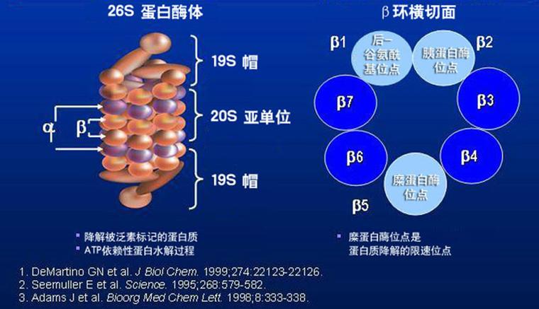 弹性蛋白酶（中性粒细胞弹性蛋白酶）