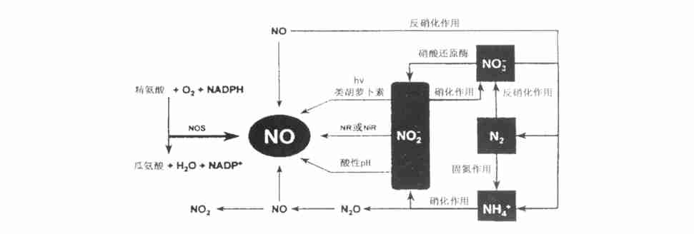 一氧化氮合成酶（一氧化氮合成酶抑制剂）