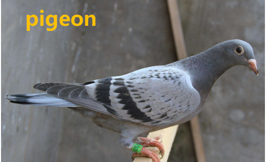 pigeons（pigeon是什么意思中文翻译怎么读）