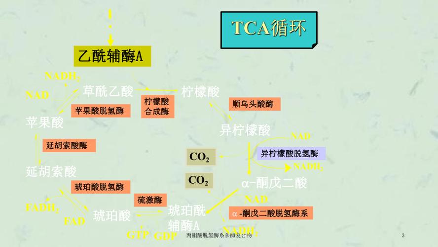 丙酮酸脱氢酶（丙酮酸脱氢酶复合体中不包括）