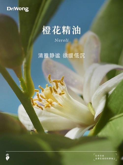 橙花精油（橙花精油的功效）