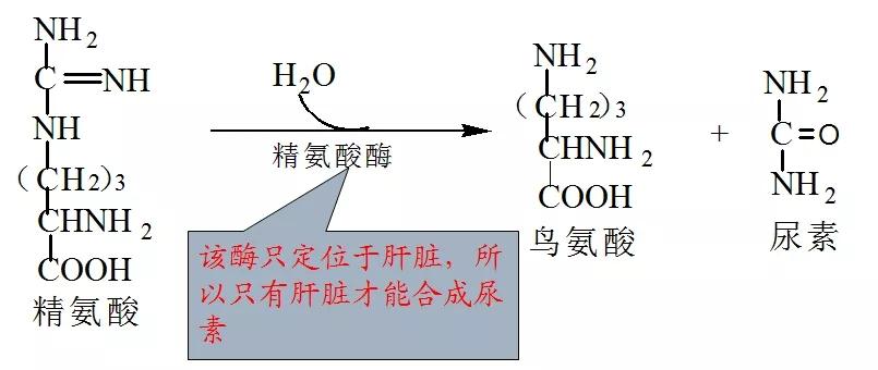 精氨酸酶（精氨酸酶可催化精氨酸转变成尿素和鸟氨酸）