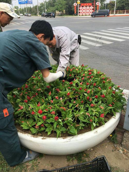 绿化工程为什么要种植草花，为什么要绿化养护(lyu hua gong cheng wei shen me yao zhong zhi cao hua wei shen me yao lyu hua yang hu)