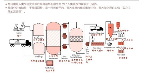 酵母属于化工原料吗为什么，酵母属于化工原料吗为什么能发酵(jiao mu shu yu hua gong yuan liao ma wei shen me jiao mu shu yu hua gong yuan liao ma wei shen me neng fa jiao)