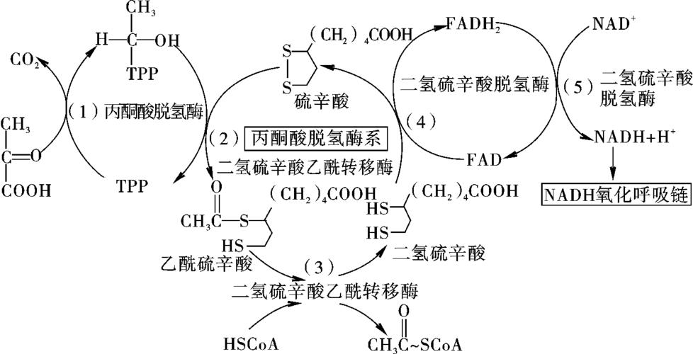 化工脱羧反应为什么要加水，脱羧为什么是氧化反应(hua gong tuo suo fan ying wei shen me yao jia shui tuo suo wei shen me shi yang hua fan ying)