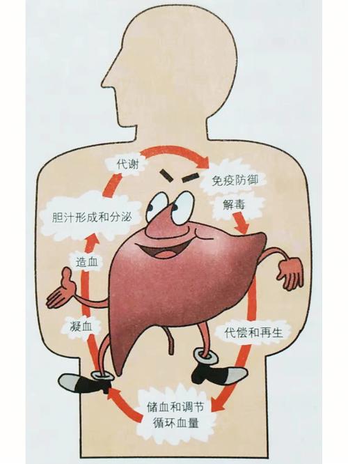 为什么把肝脏称为人体的化工厂，肝脏为什么是消化器官(wei shen me ba gan zang cheng wei ren ti de hua gong chang gan zang wei shen me shi xiao hua qi guan)